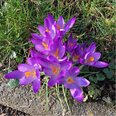 Crocus