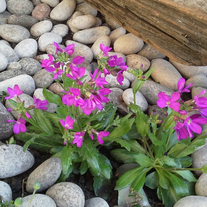plant image 32818