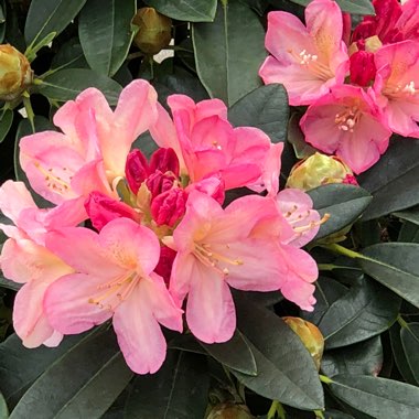 Rhododendron yakushimanum 'Percy Wiseman'