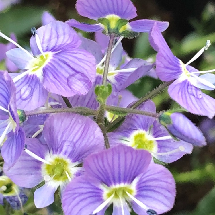 plant image 690730