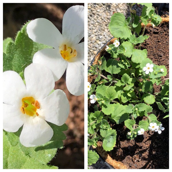 Plant image Bacopa 'White Secrets'