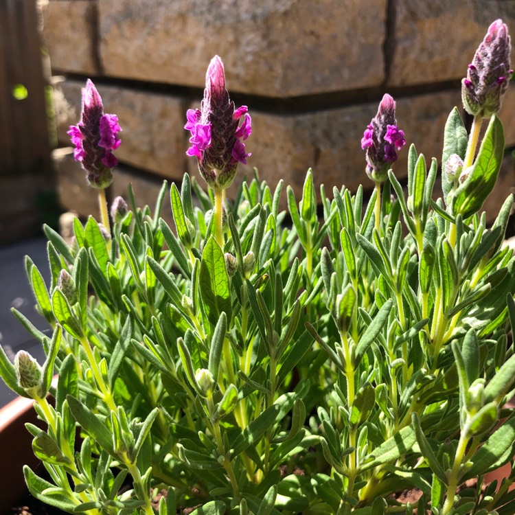 plant image 698627