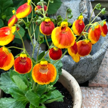 Calceolaria 'Klech10008' Calynopsis Yellow With Red
