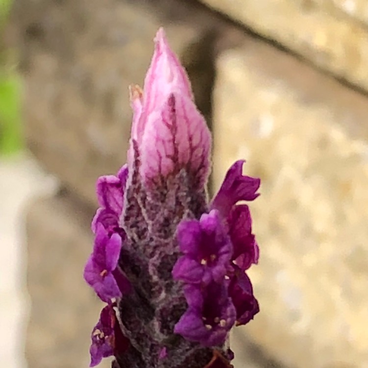 plant image 702443