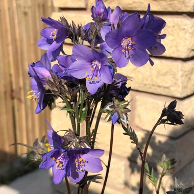 Polemonium 'Bressingham Purple'
