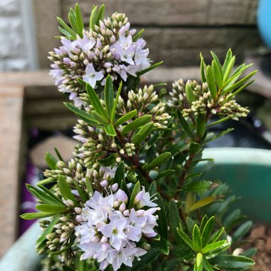 Hebe 'Celine'