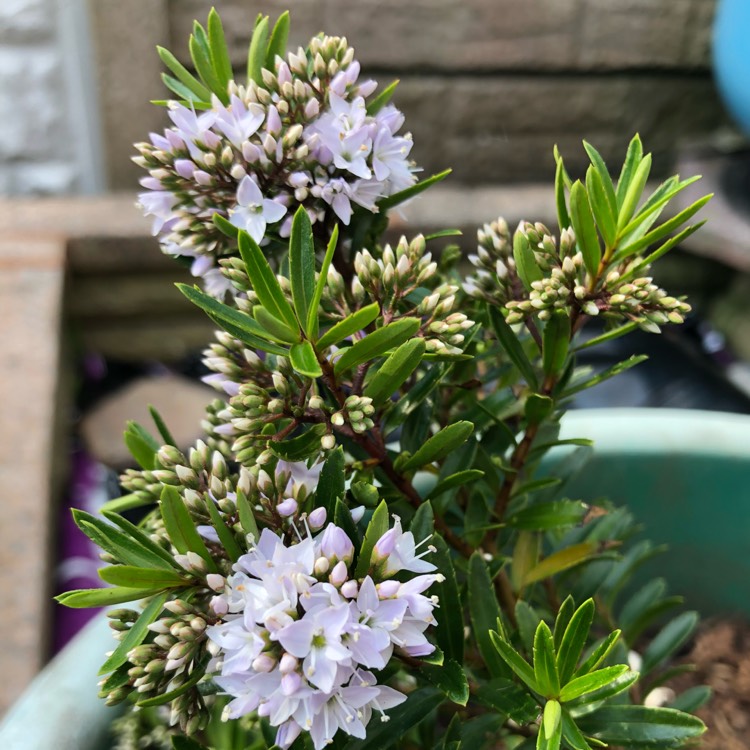 plant image 707363
