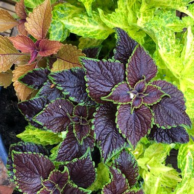 Solenostemon scutellarioides  syn. Plectranthus scutellarioides, Coleus scutellarioides, Coleus blumei