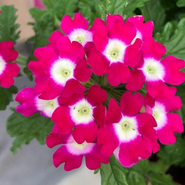 Verbena 'Venturi® Cherry Eye'