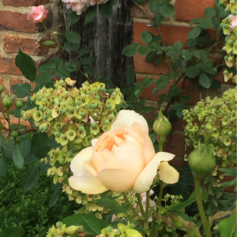 Plant image Rosa 'Wollerton Old Hall'