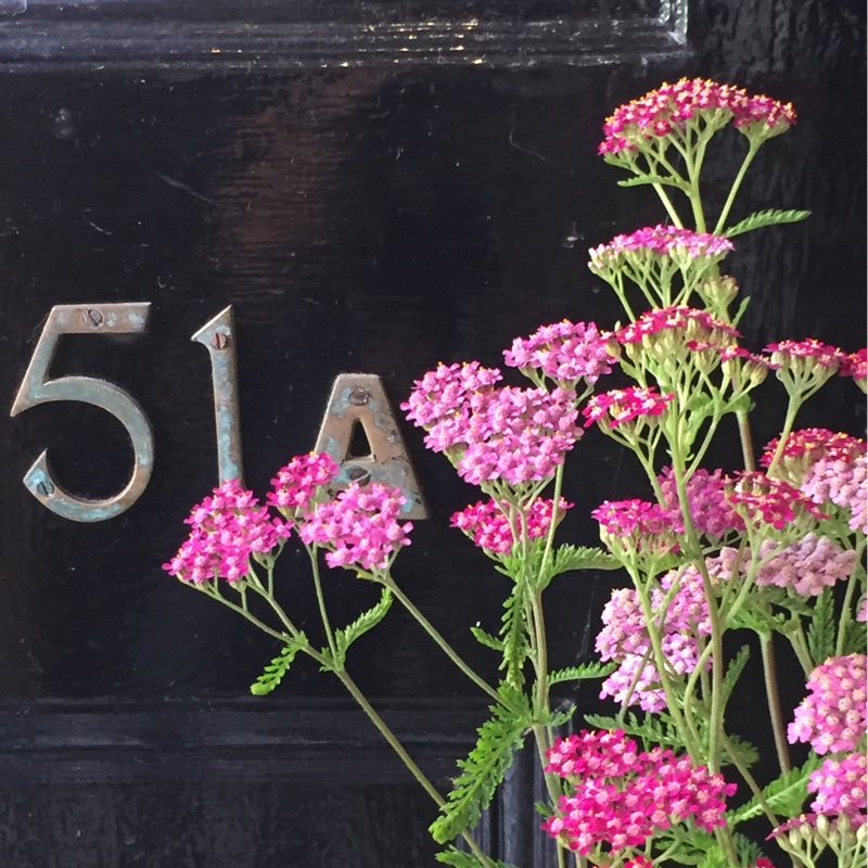 Plant image Achillea Millefolium 'Cerise Queen' syn. Achillea Millefolium 'Cherry Queen'