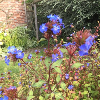 Ceratostigma plumbaginoides syn. plumbago larpentiae