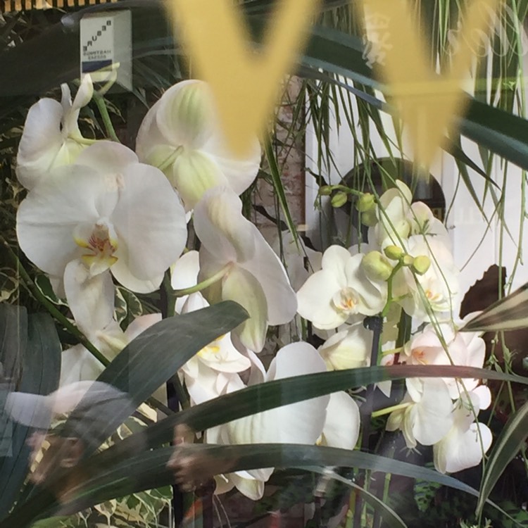plant image 259616