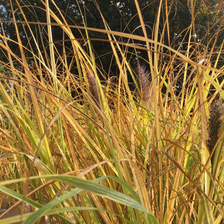 Plant image Pennisetum alopecuroides 'Dark Desire'
