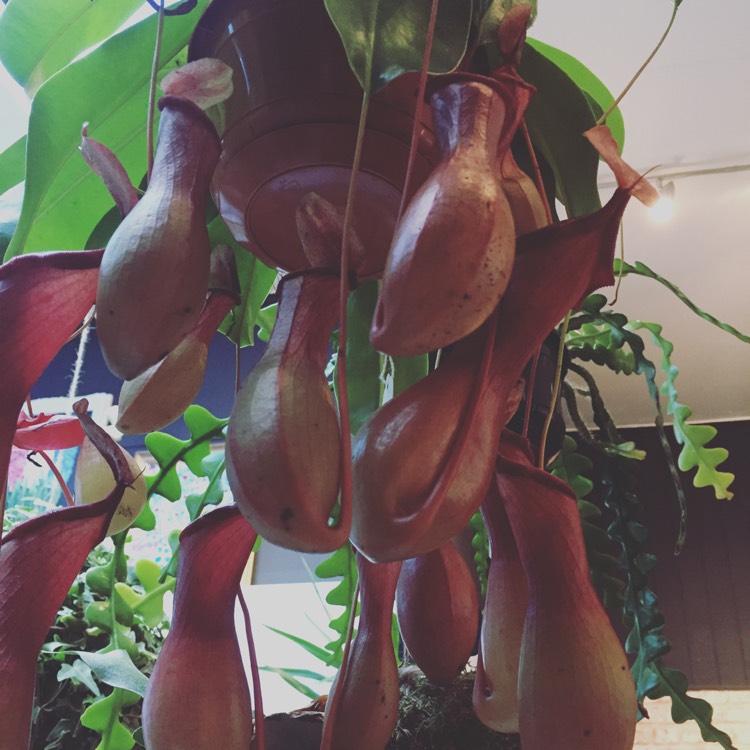 Plant image Nepenthes 'Alata'