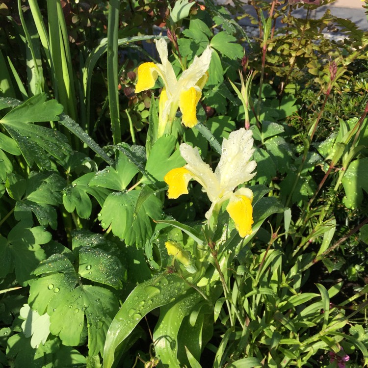 plant image 356323