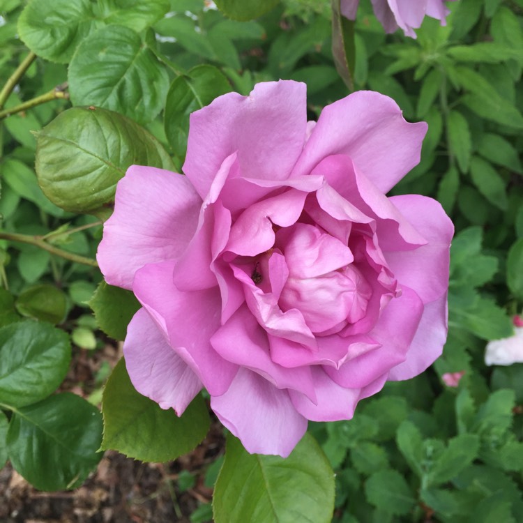 Plant image Rosa 'Harry Edland'
