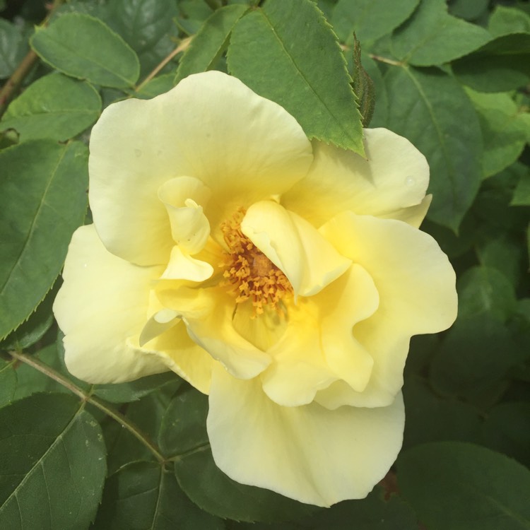 plant image 425665