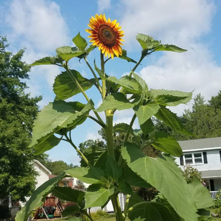 plant image 511736