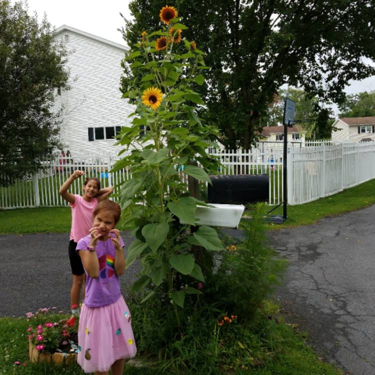plant image 521610