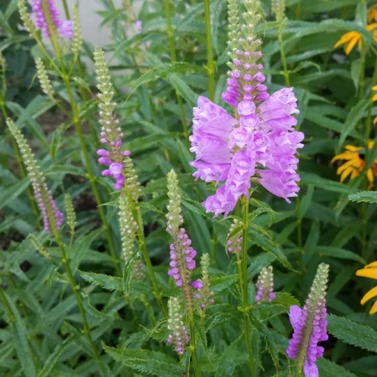 Plant image Physostegia virginiana 'Vivid'