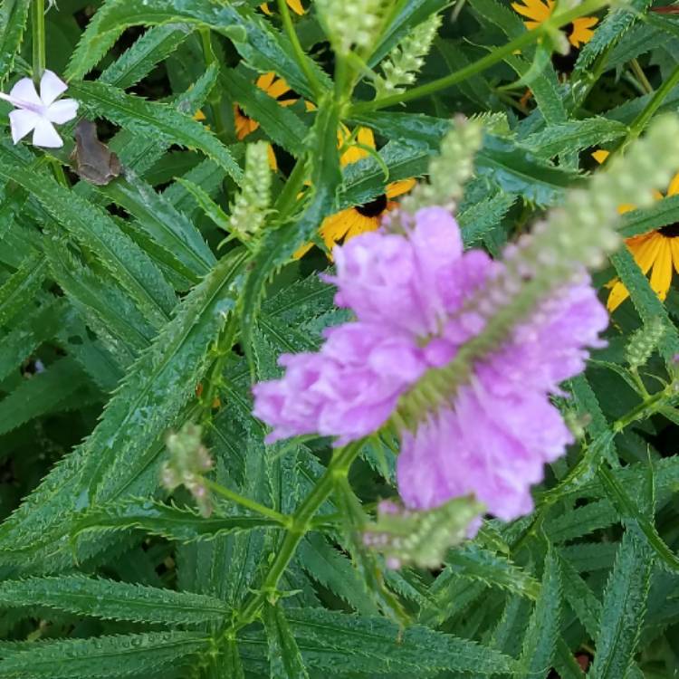plant image 542493