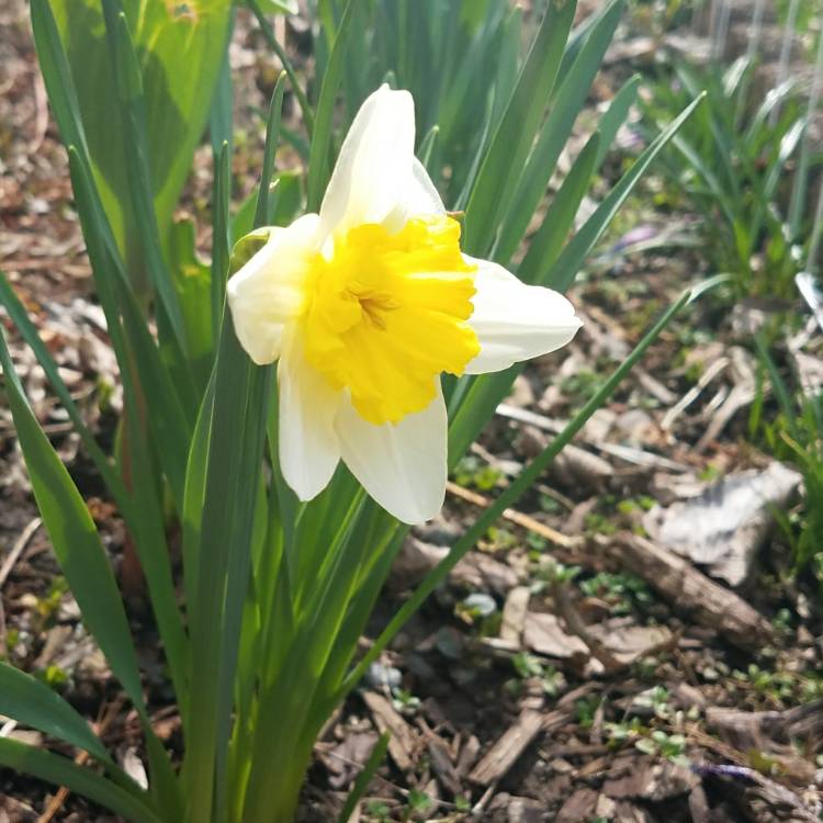 Plant image Narcissus 'Slim Whitman'