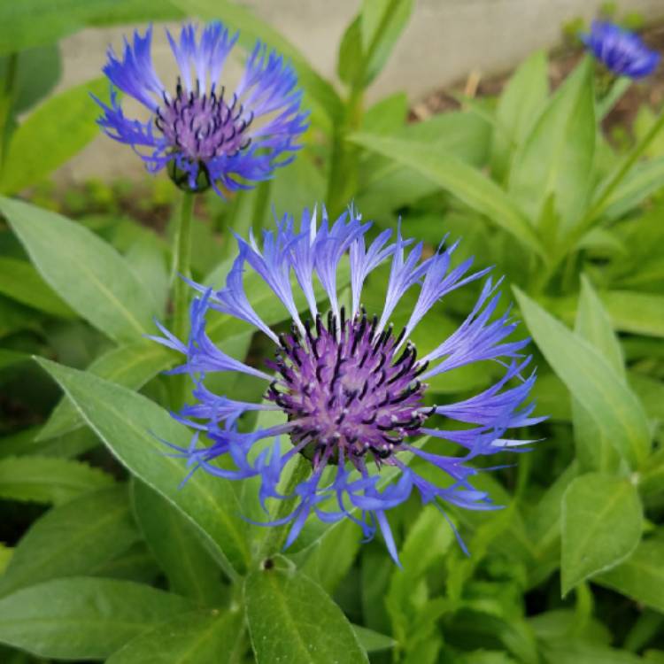 plant image 723531 plant image 723531