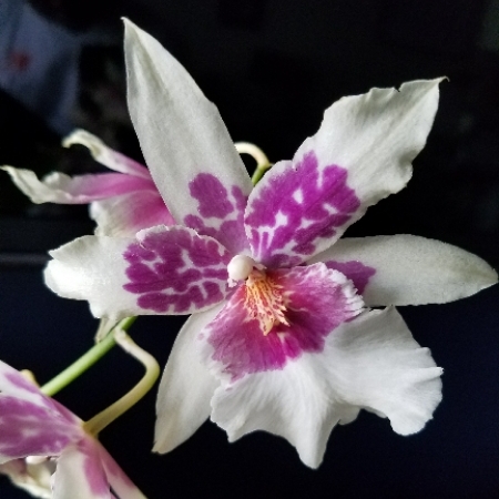 Plant image Miltonia 'Sunset'