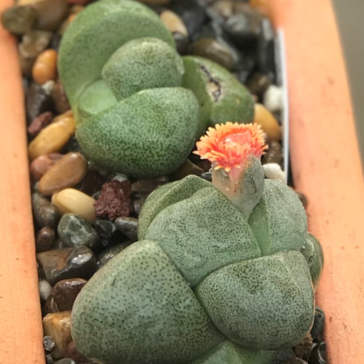 plant image 624256