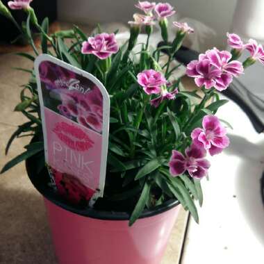 Dianthus 'Pink Kisses'