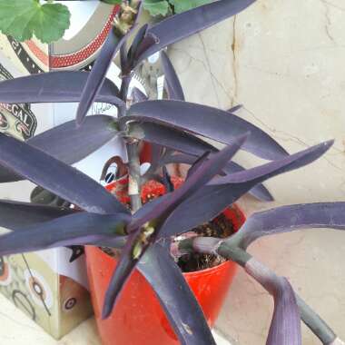 Tradescantia pallida 'Purpurea' syn. Tradescantia pallida 'Purple Heart'