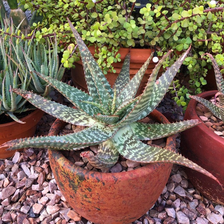 plant image 1694752 plant image 1694752