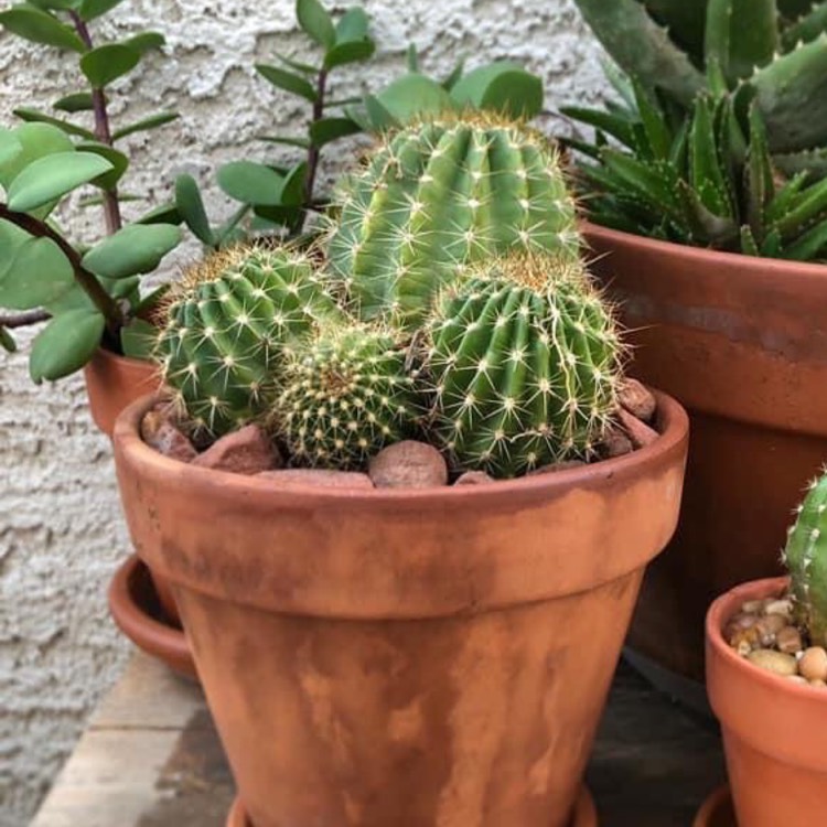 Plant image Echinopsis Tubiflora