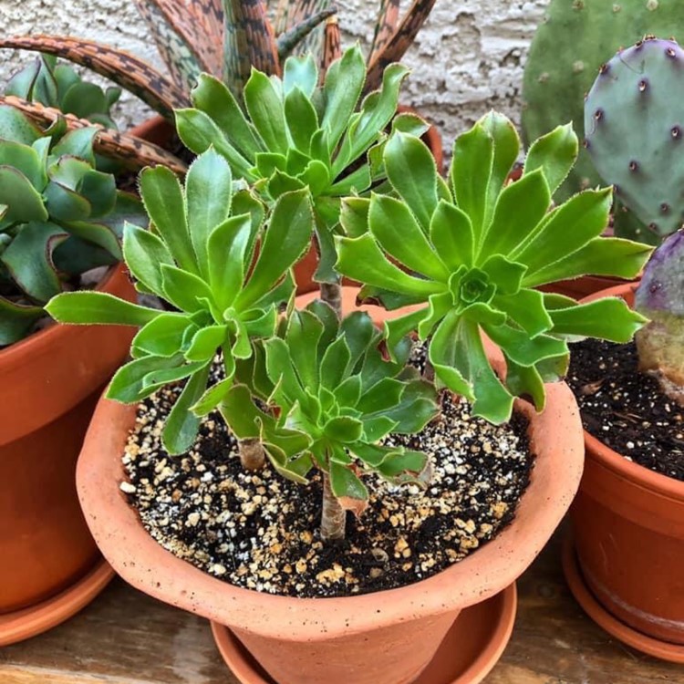 plant image 1694825