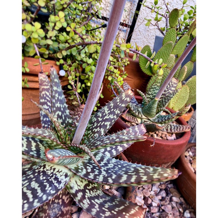 plant image 1704381 plant image 1704381