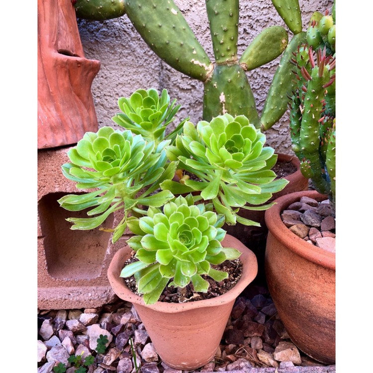 plant image 1704383