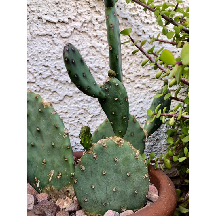 plant image 1707271 plant image 1707271
