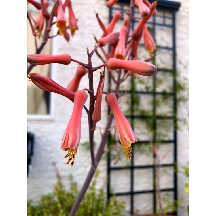 plant image 1707272 plant image 1707272
