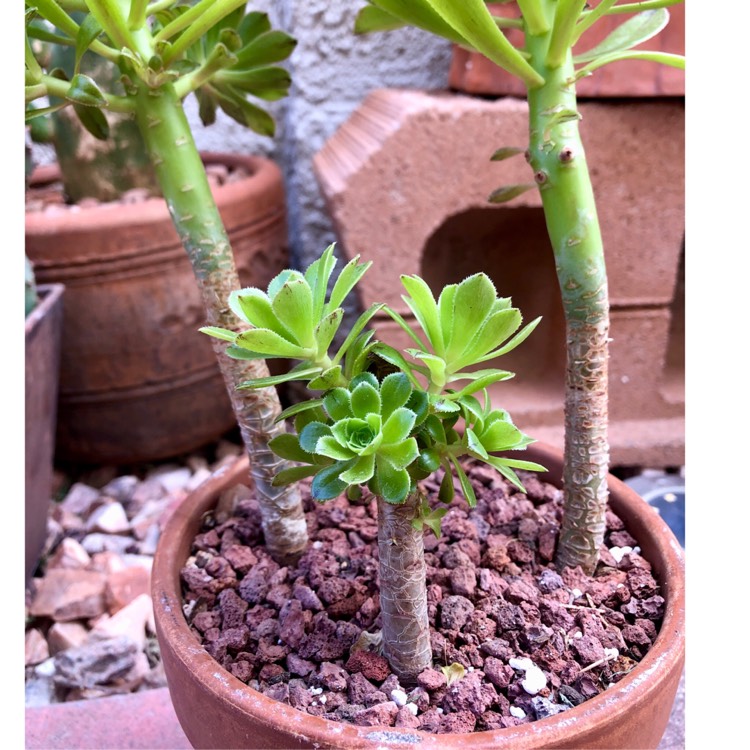 plant image 1707274