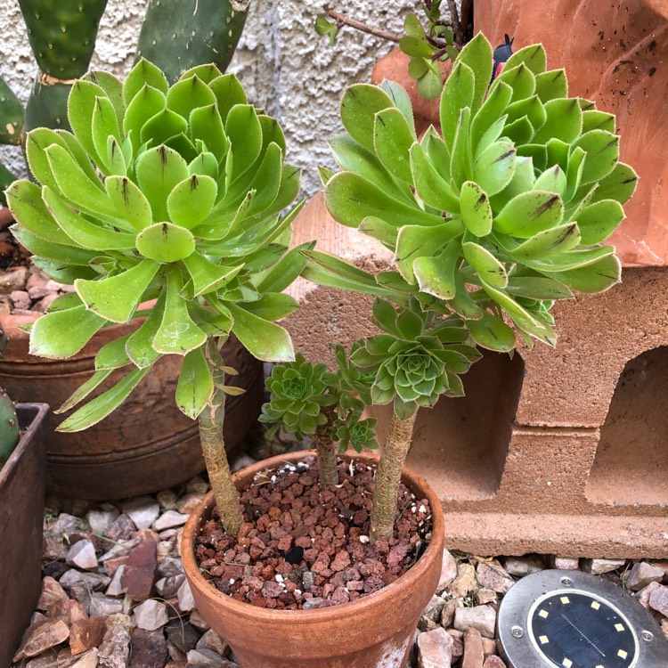 plant image 1710273