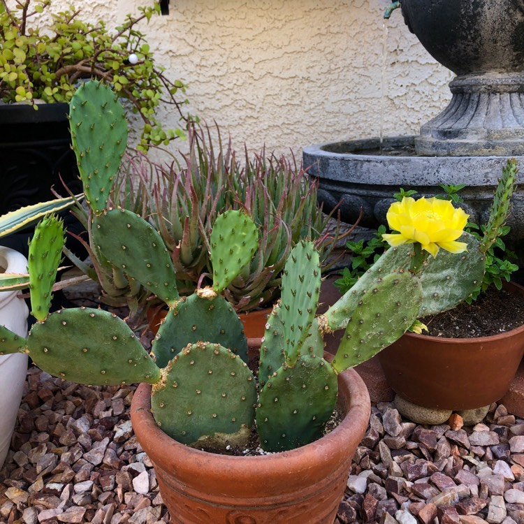 plant image 1711672 plant image 1711672