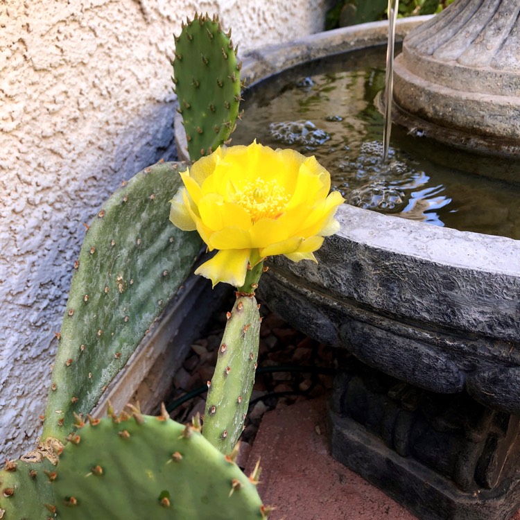 plant image 1711674 plant image 1711674