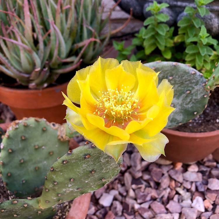 plant image 1711675 plant image 1711675