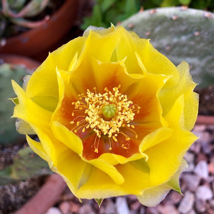 plant image 1711688 plant image 1711688