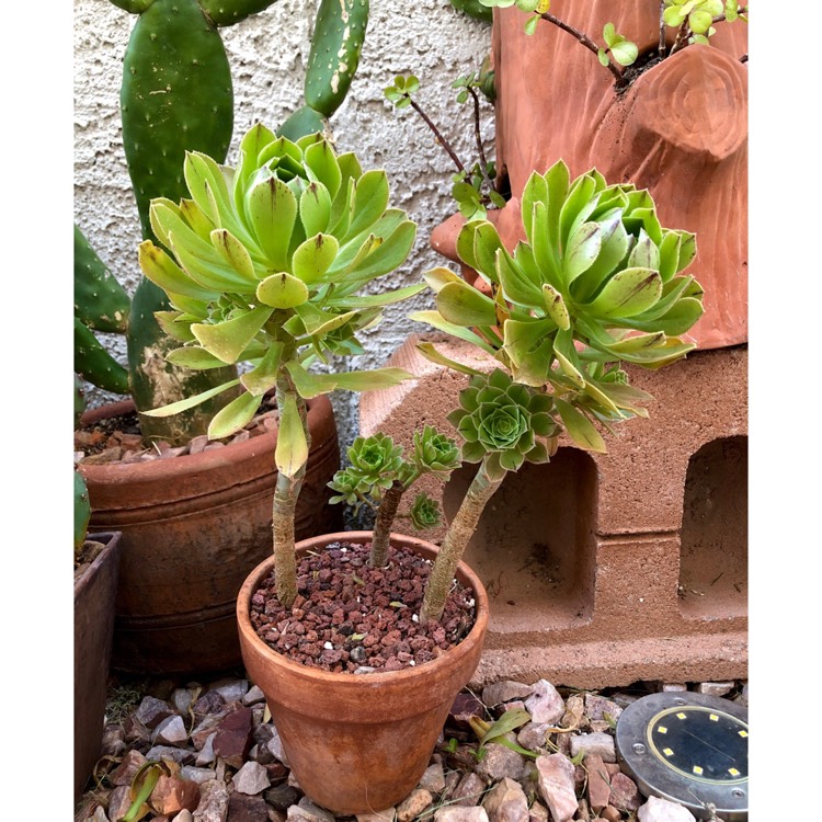 plant image 1713559