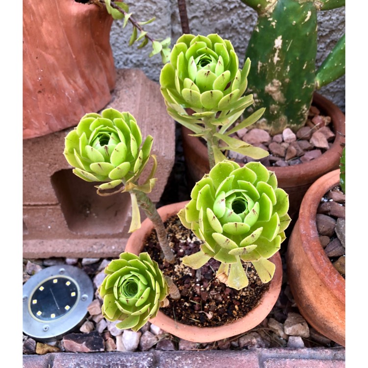 plant image 1713561
