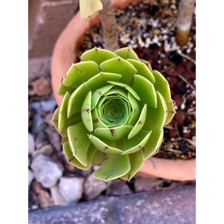plant image 1713562