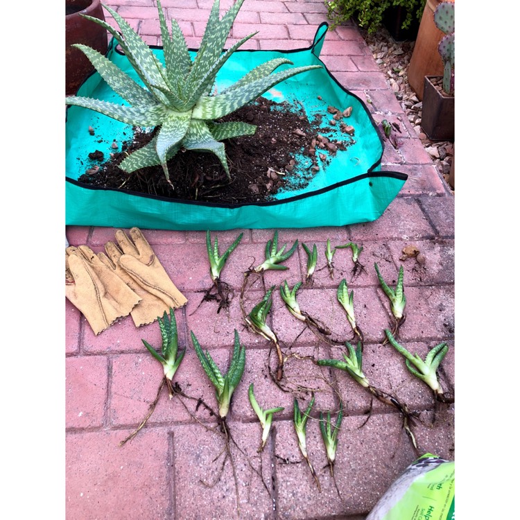 plant image 1726933 plant image 1726933