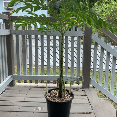 Scott's garden